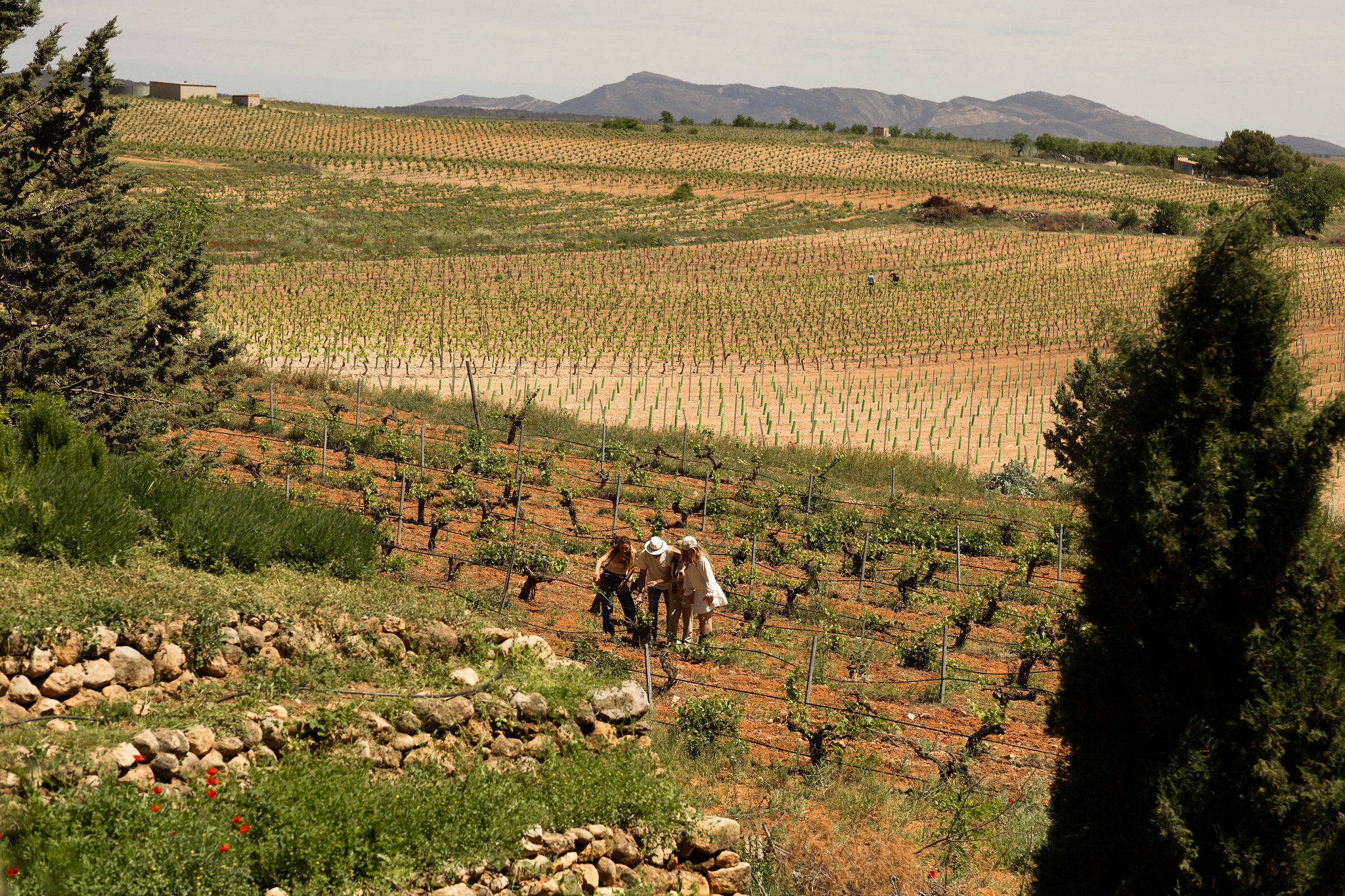 Vista de los viñedos de Utiel-Requena en bodegas NOVOS desde lo alto