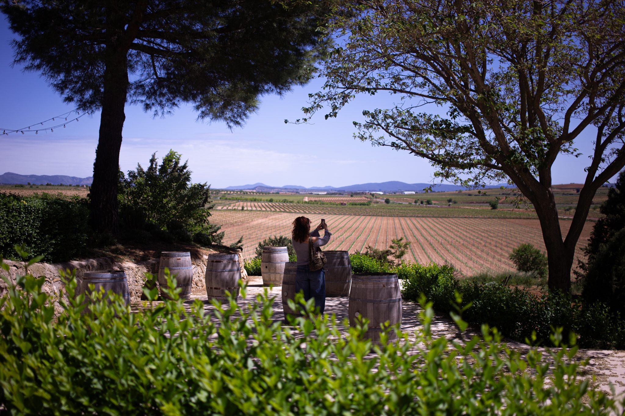 Viñedos de Requena vistos desde la bodega con barricas de vino