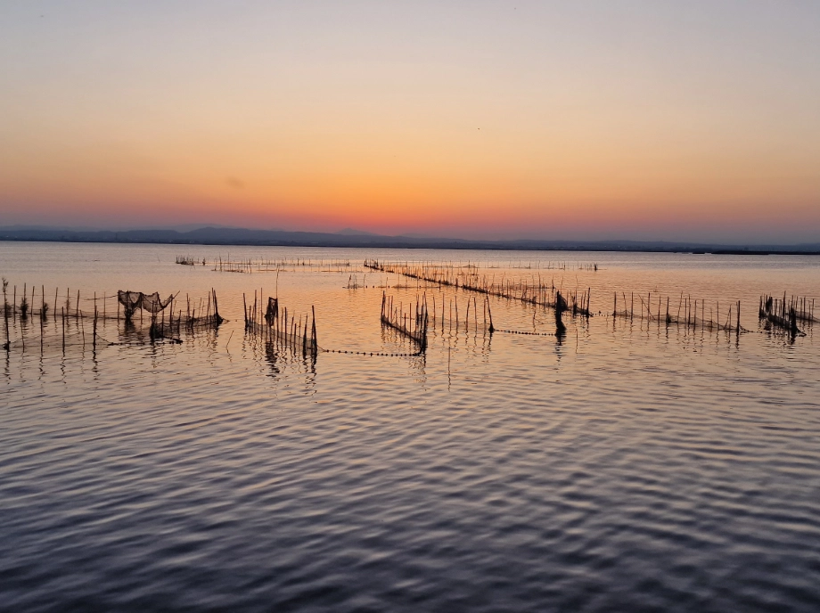 Arrozales del Parque Natural de la Albufera