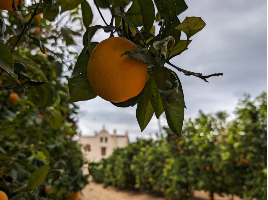 Naranjas del huerto