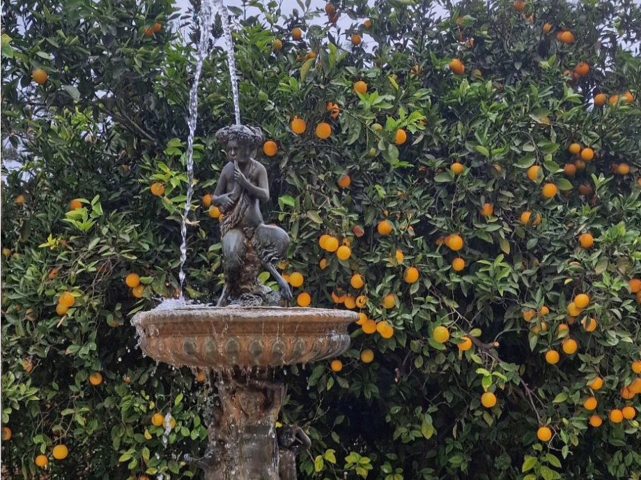 Excursión al huerto de naranjos
